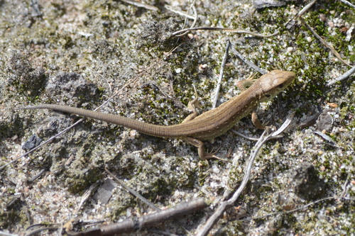 Sand Lizard