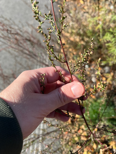 Field Sagewort