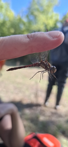 Common Darter