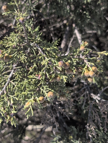Phoenicean juniper