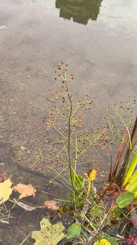 Наблюдение на iNaturalist