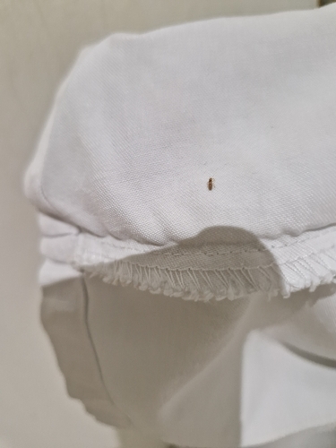 Bronze bug