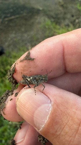 Mexican Pygmy Grasshopper