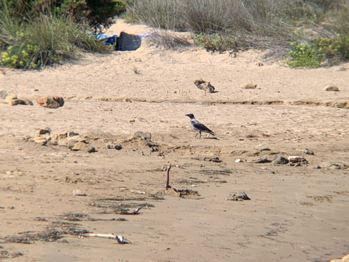 Hooded Crow