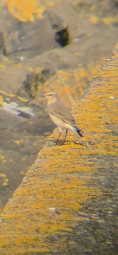 Northern Wheatear