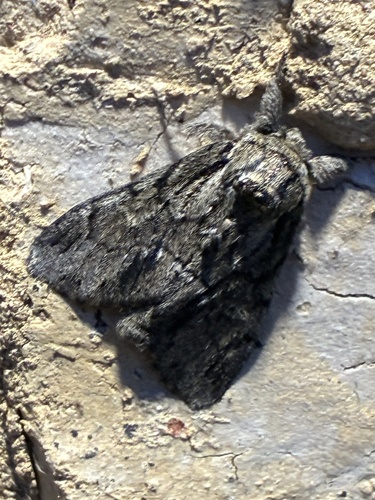 Georgian Prominent
