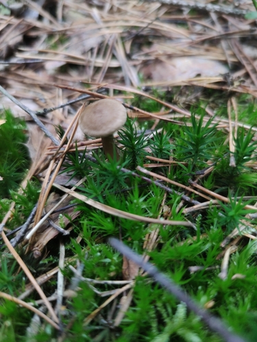 Bank Haircap Moss