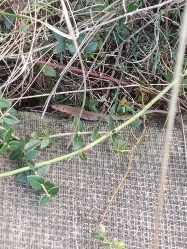 Dalmatian Wall Lizard