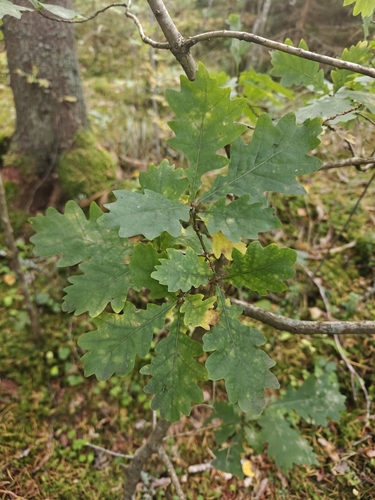 English oak