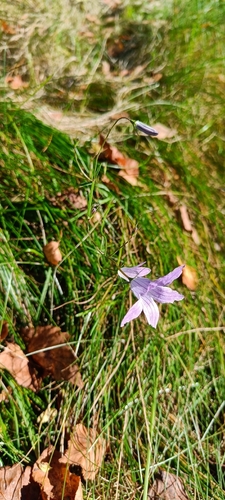 Spreading Bellflower