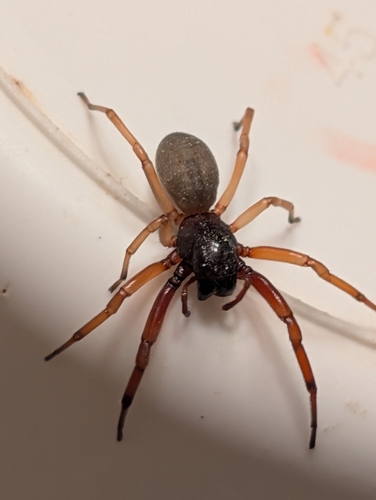 Broad-faced Sac Spider
