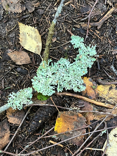 Hooded Tube Lichen