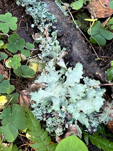Varied Rag Lichen