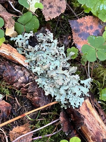 Netted shield lichen