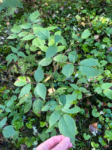 red raspberry