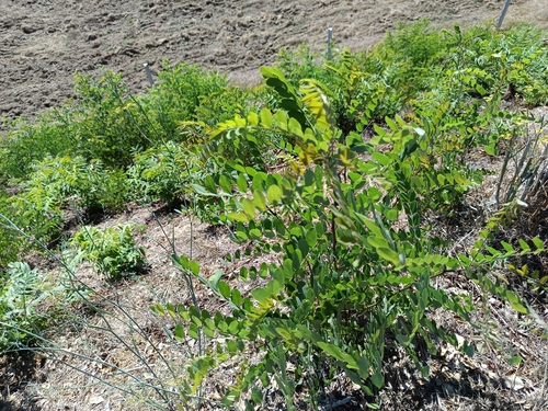 black locust