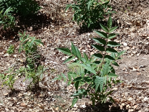 tree-of-heaven