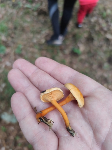 False Chanterelle