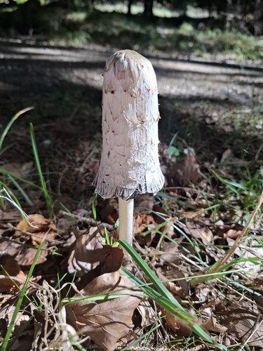Shaggy Mane