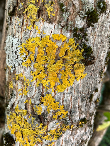 Common Sunburst Lichen