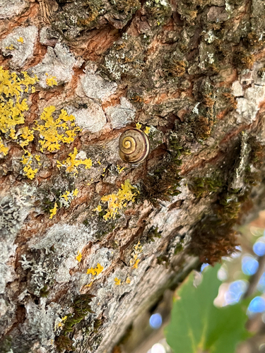 Cepaea