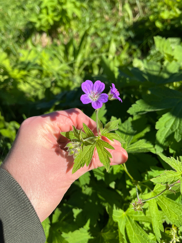 wood crane's-bill