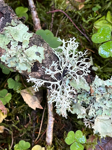 tree moss