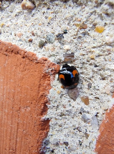 Asian Lady Beetle