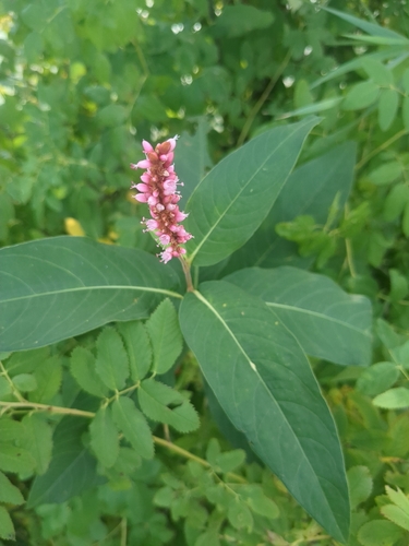 water smartweed