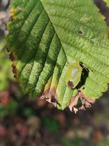 Green Shield Bug