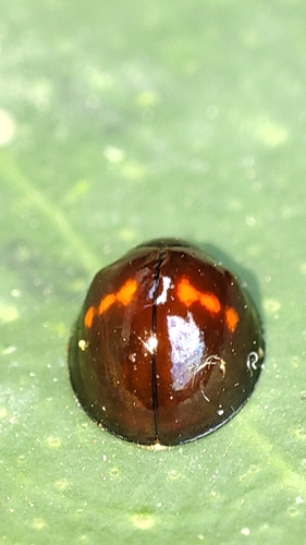 Heather Ladybird