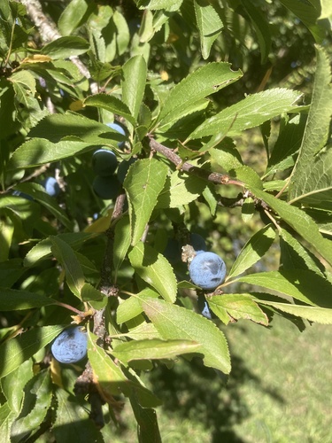 Blackthorn
