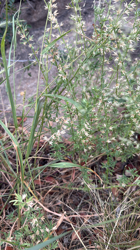 dwarf false pennyroyal
