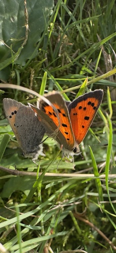 Small Copper