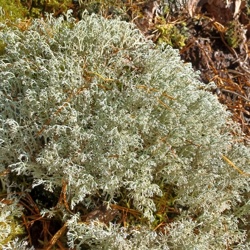 Green Reindeer Lichen