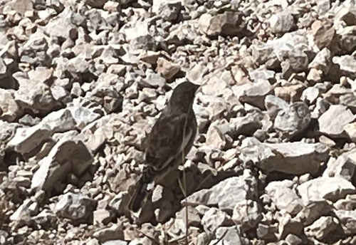 White-winged Snowfinch