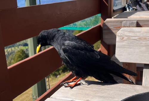Yellow-billed Chough