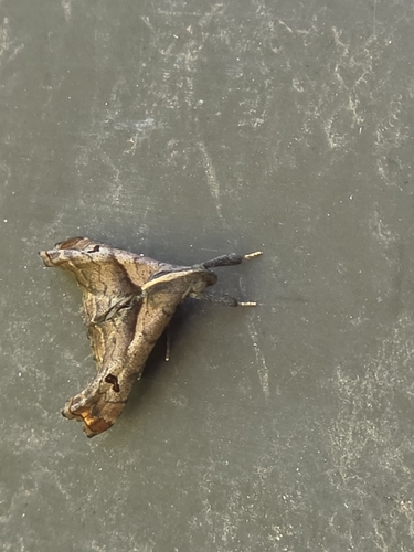 Dark-spotted Palthis Moth