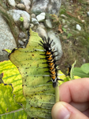 Milkweed Tussock Moth