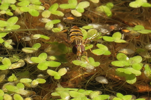 Marmalade Hover Fly