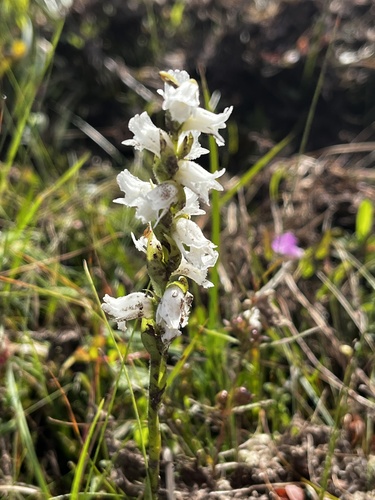 Appalachian ladies’ tresses
