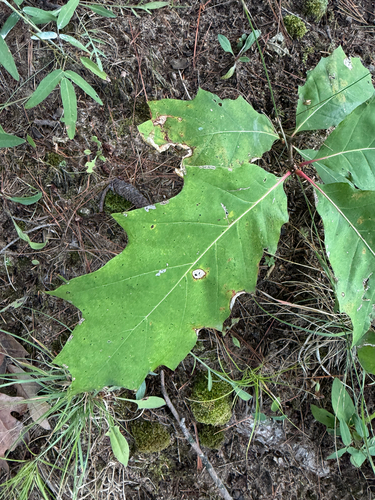 northern red oak