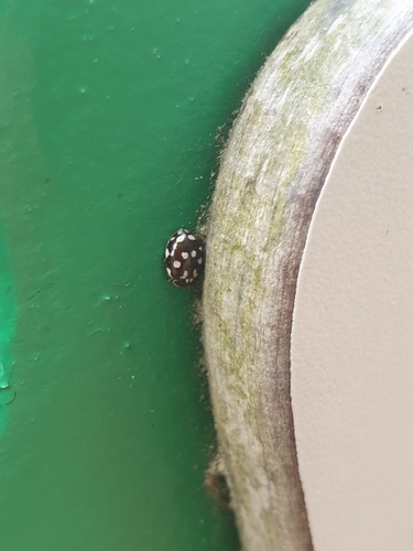 18-spot Ladybird