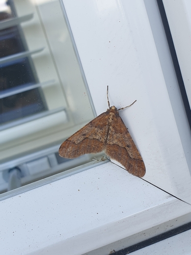 Mottled Umber