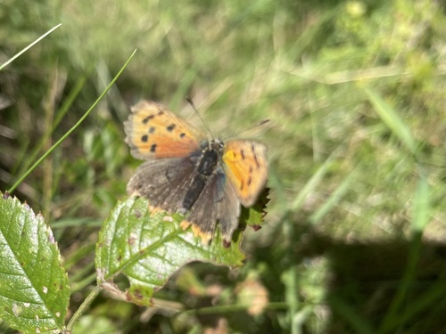 Small Copper