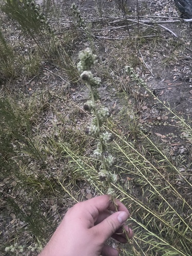 rough blazing star