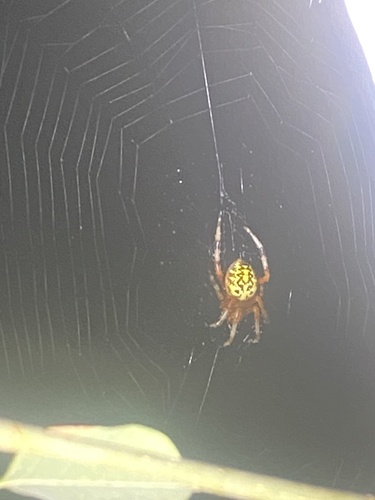 Marbled Orbweaver