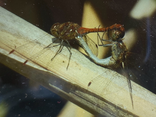 Common Darter