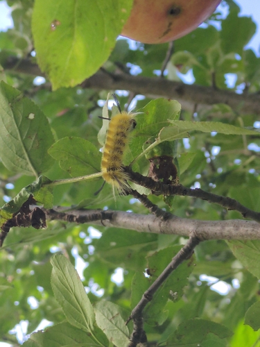 Banded Tussock Moth