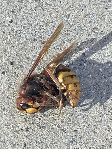 European Hornet
